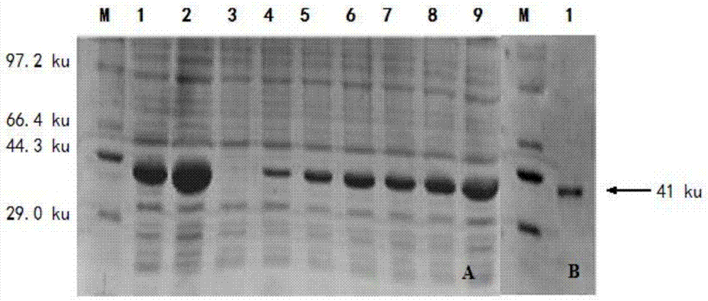 Porcine epidemic diarrhea virus M protein affinity peptides and screening method thereof