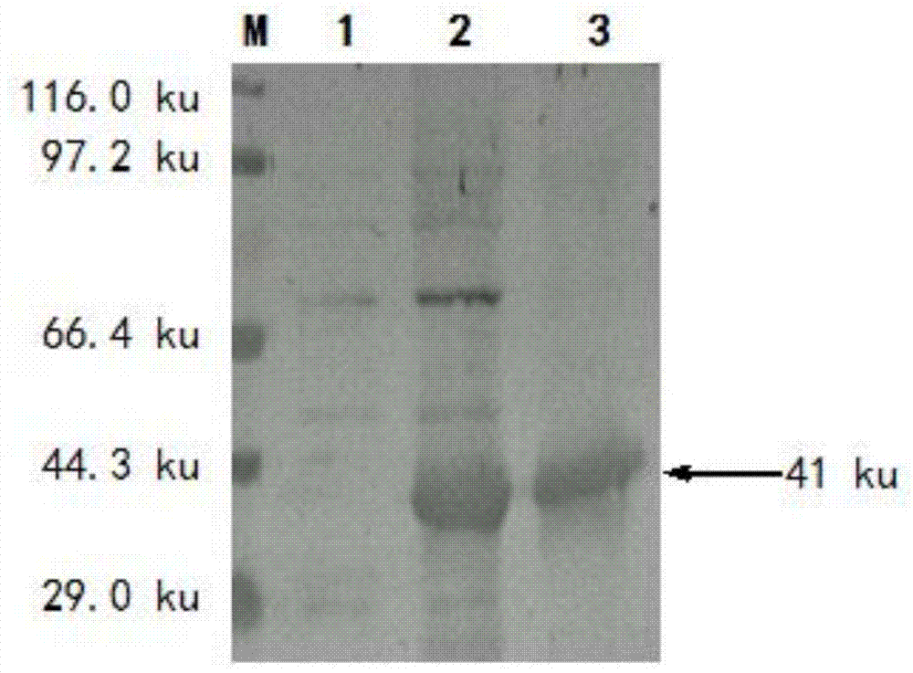 Porcine epidemic diarrhea virus M protein affinity peptides and screening method thereof