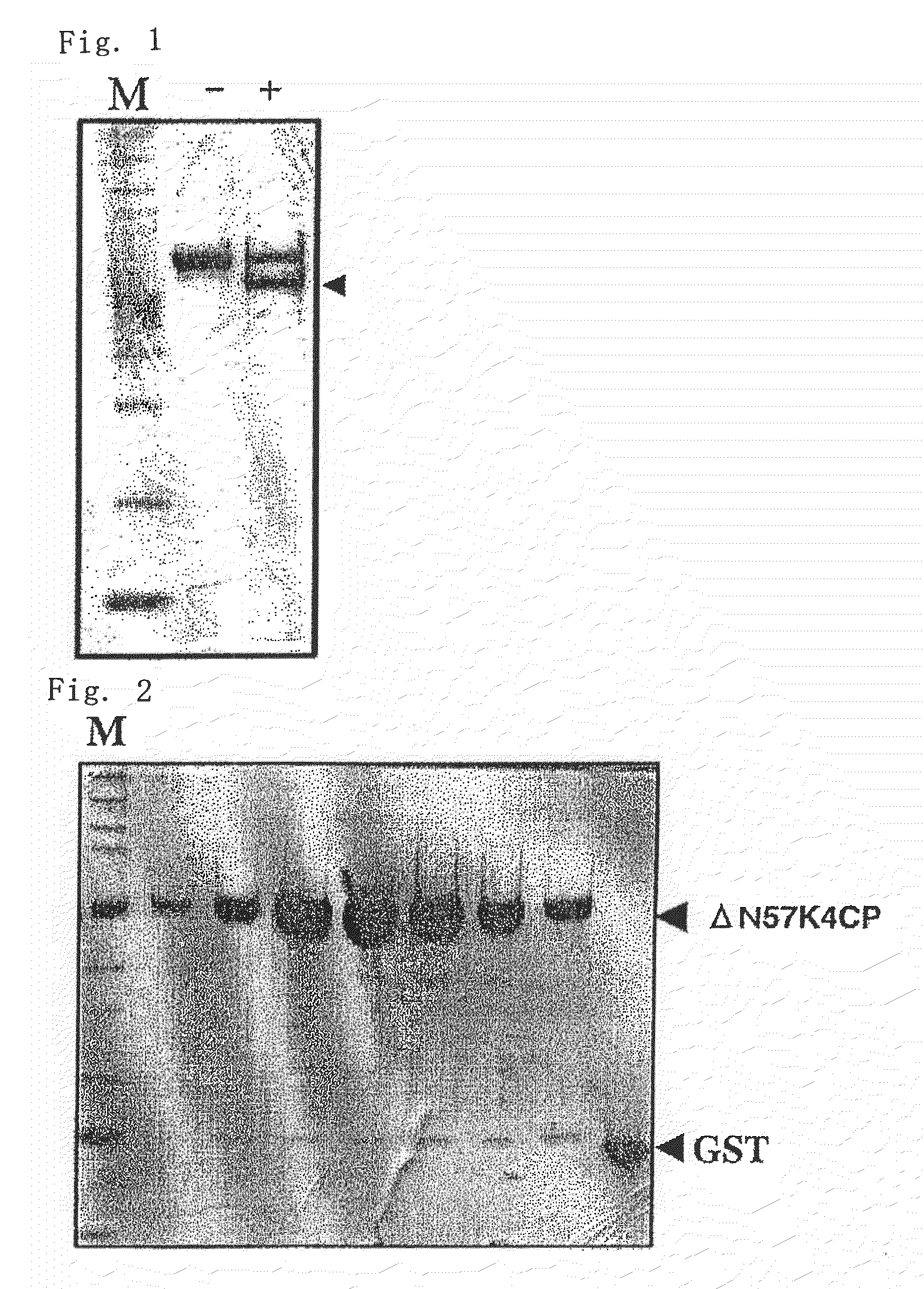 Modified chondroitin synthase polypeptide and crystal thereof