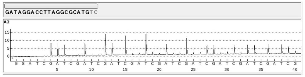 Kit for detecting and identifying mycobacteria and detection method thereof