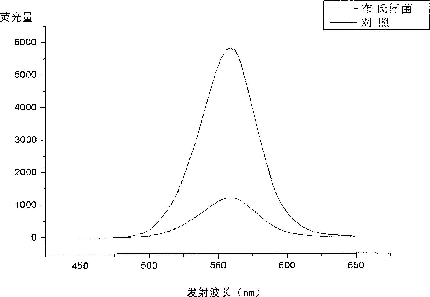 Brucella abortus fluorescent quantum point coupling antibody detection method