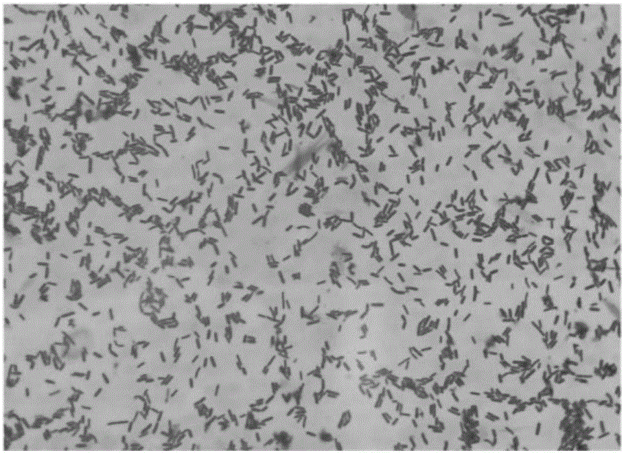 Oceanobacillus sp. XC22919 and application thereof