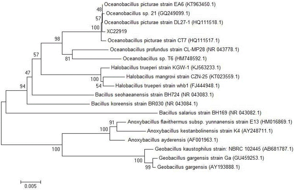 Oceanobacillus sp. XC22919 and application thereof