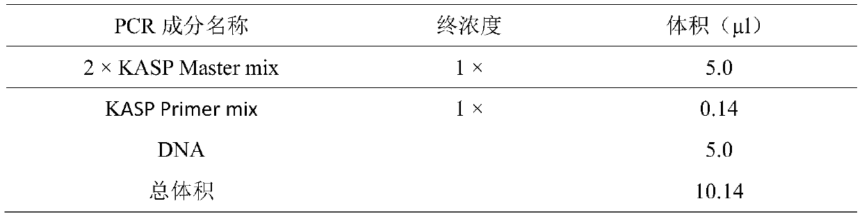 KASP molecular marker for detecting rice blast resistance broad-spectrum gene Pil and application