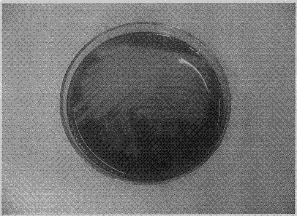 Alteromonas and method thereby for producing gel-type enteromorpha polysaccharide degrading enzyme by using Alteromonas