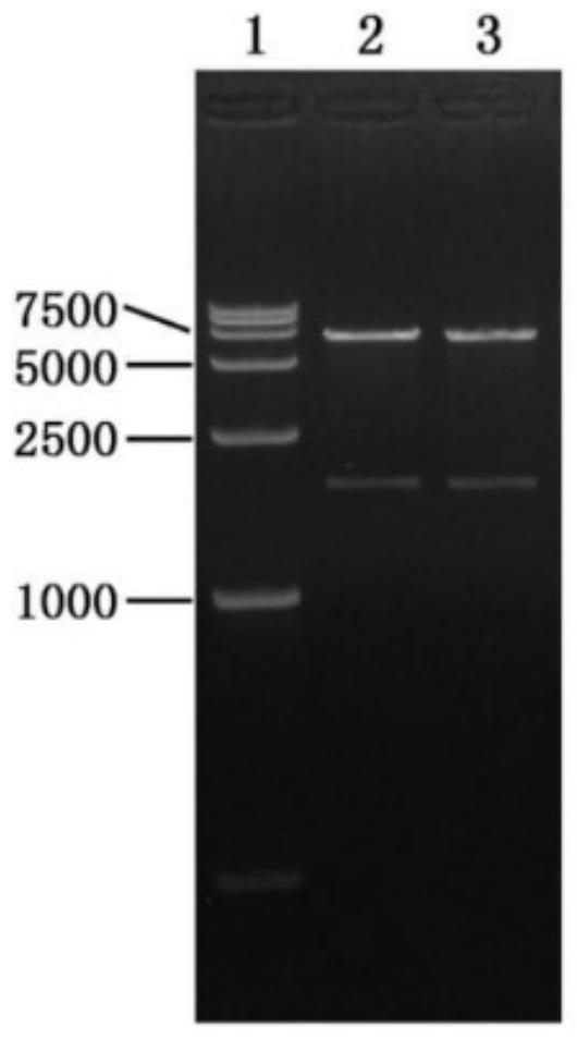 Canine distemper virus strain, bivalent vaccine based on canine distemper virus and canine parvovirus and application