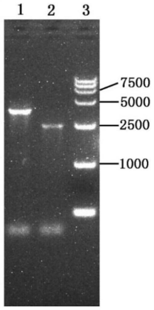 Canine distemper virus strain, bivalent vaccine based on canine distemper virus and canine parvovirus and application