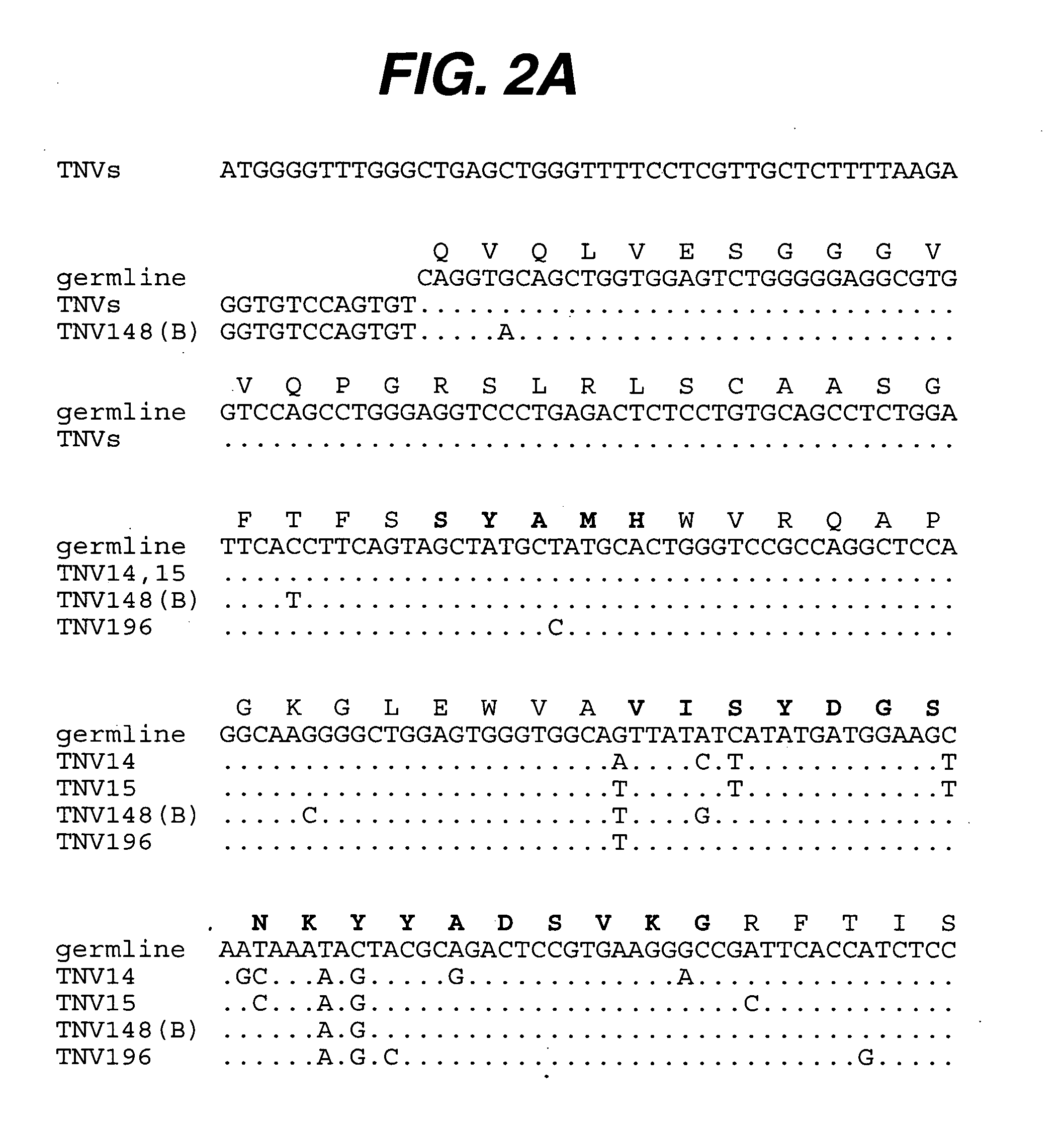 Anti-TNF antibodies, compositions, methods and uses