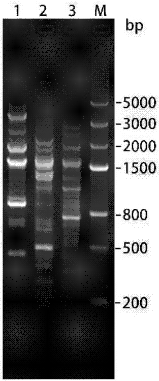 Method for carrying out whole-cell catalysis on natural anthocyanin by utilizing microorganisms and transforming natural anthocyanin into protocatechuic acid and application