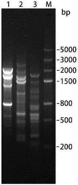 Method for carrying out whole-cell catalysis on natural anthocyanin by utilizing microorganisms and transforming natural anthocyanin into protocatechuic acid and application