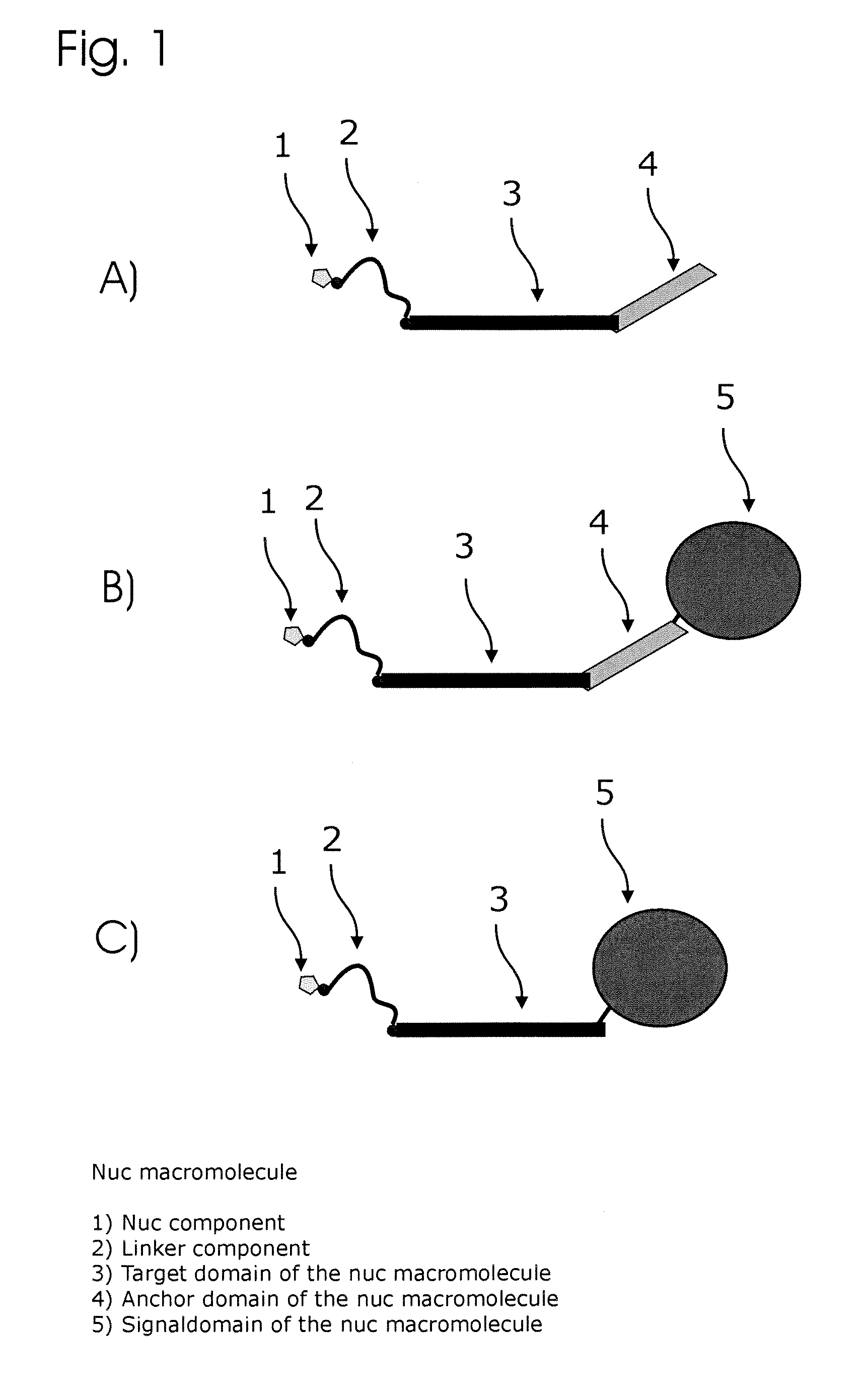 Conjugates of nucleotides and method for the application thereof