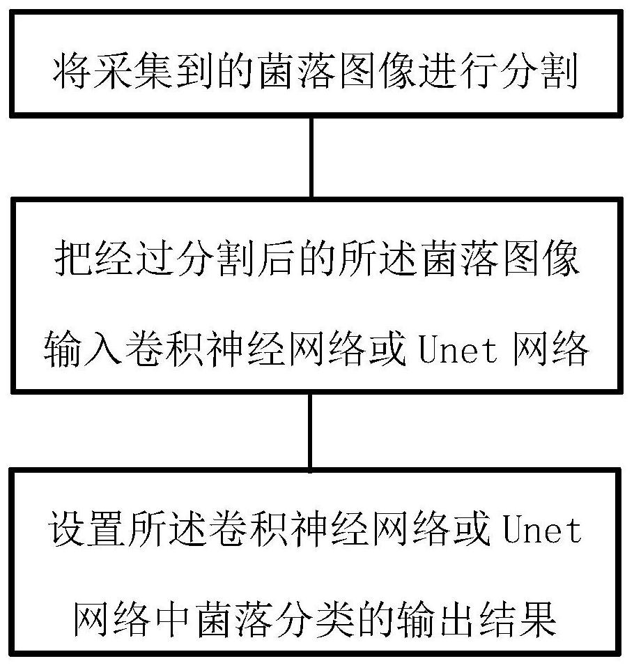 Bacterial colony classification method