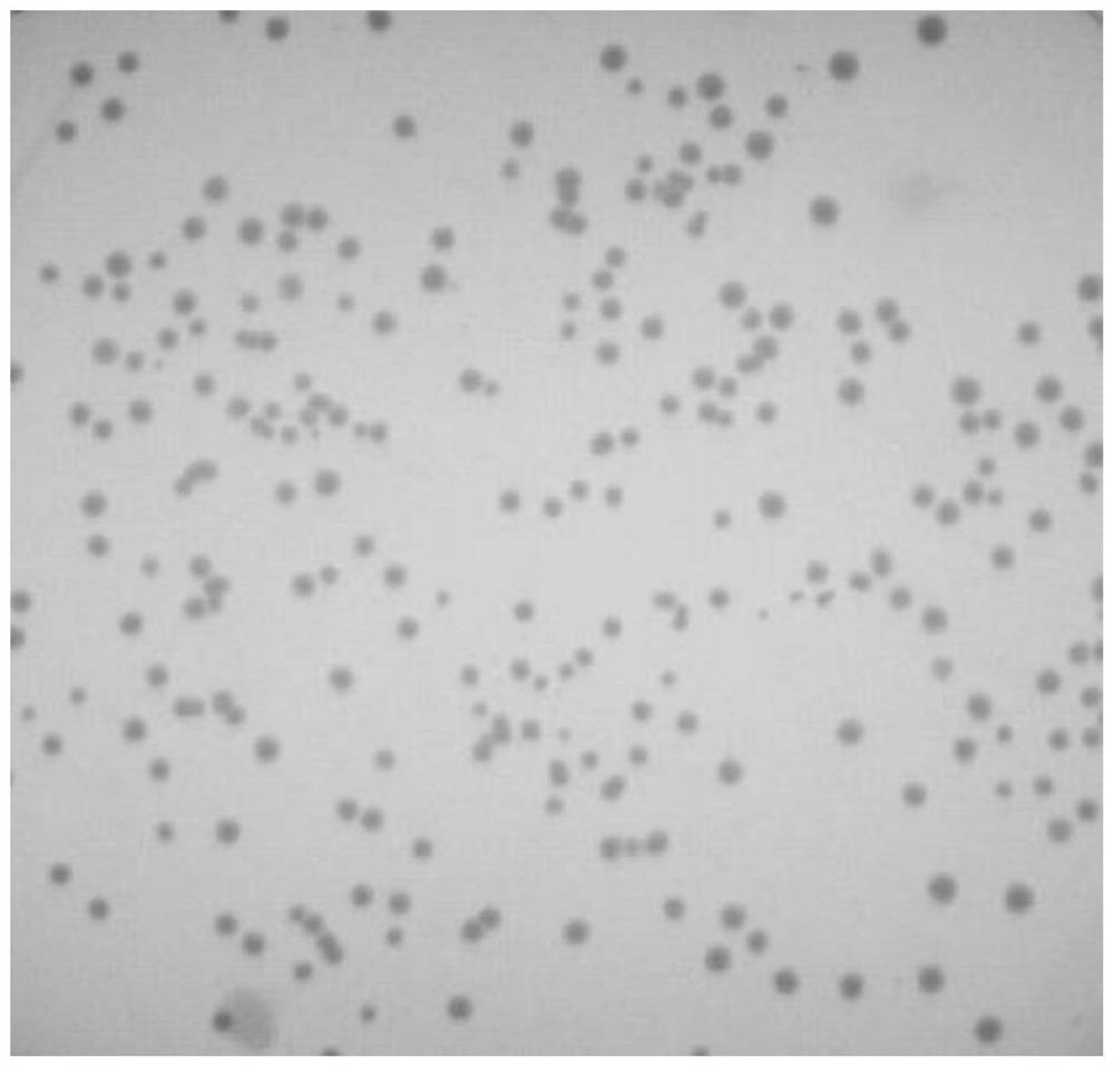 Bacterial colony classification method