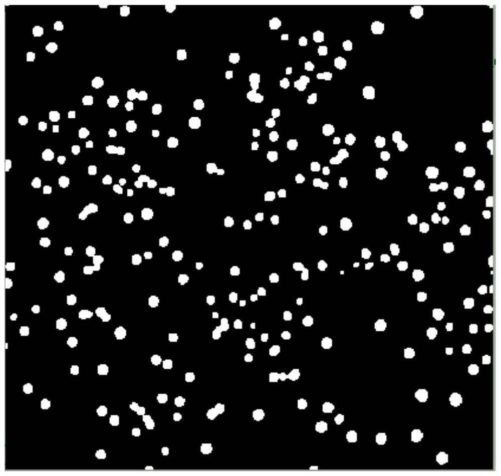 Bacterial colony classification method