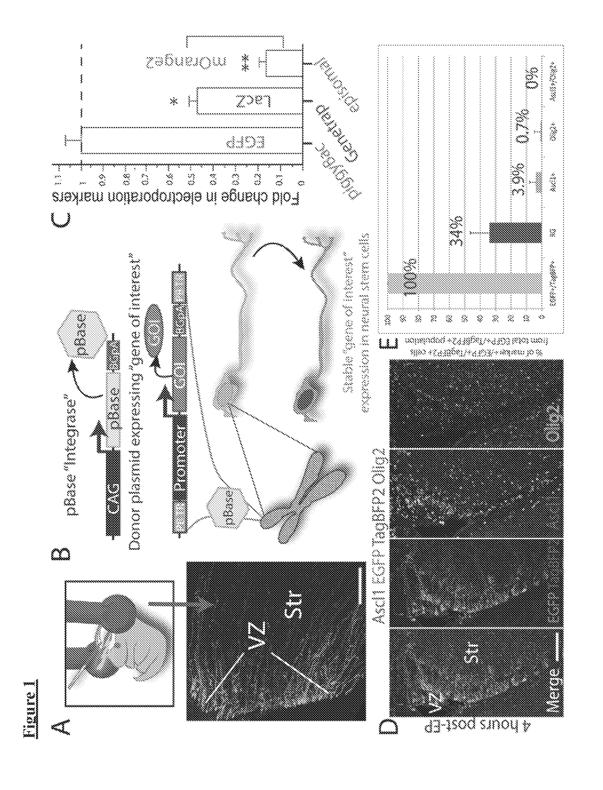 Ets factors regulate neural stem cell depletion and gliogenesis in ras pathway glioma