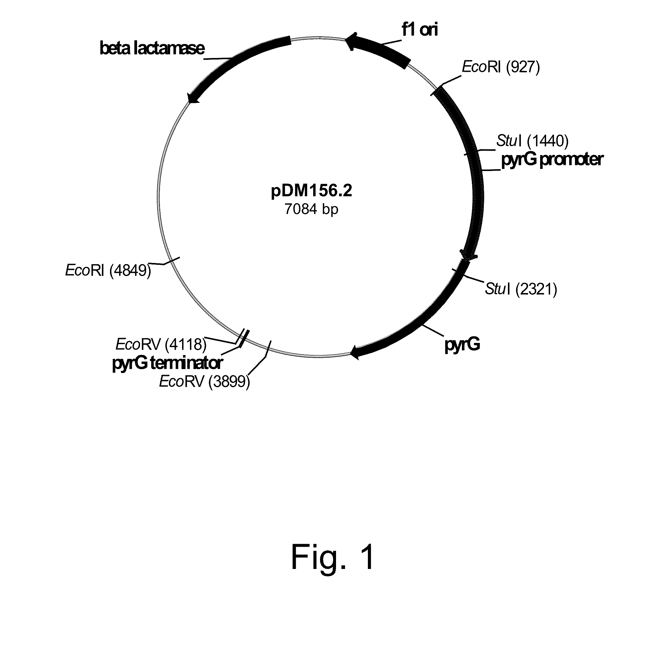 Methods for producing polypeptides in enzyme-deficient mutants of fusarium venentatum