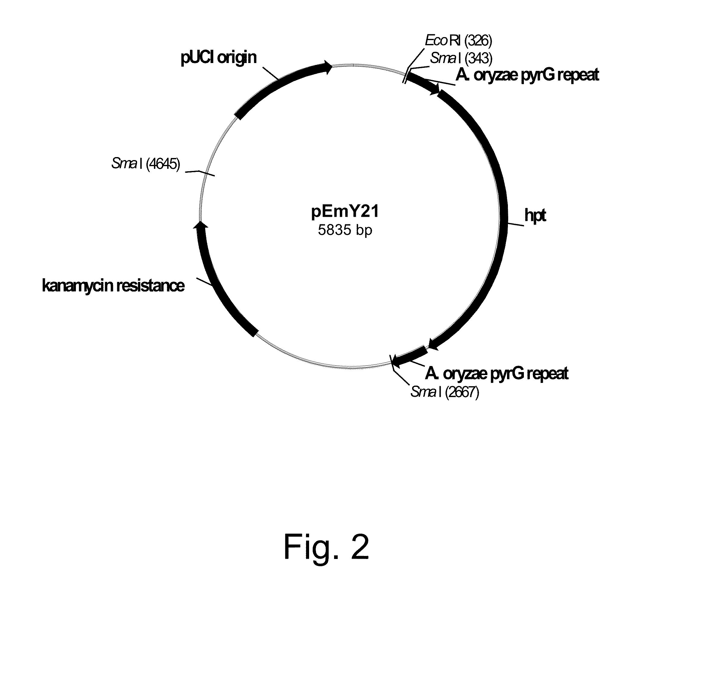 Methods for producing polypeptides in enzyme-deficient mutants of fusarium venentatum