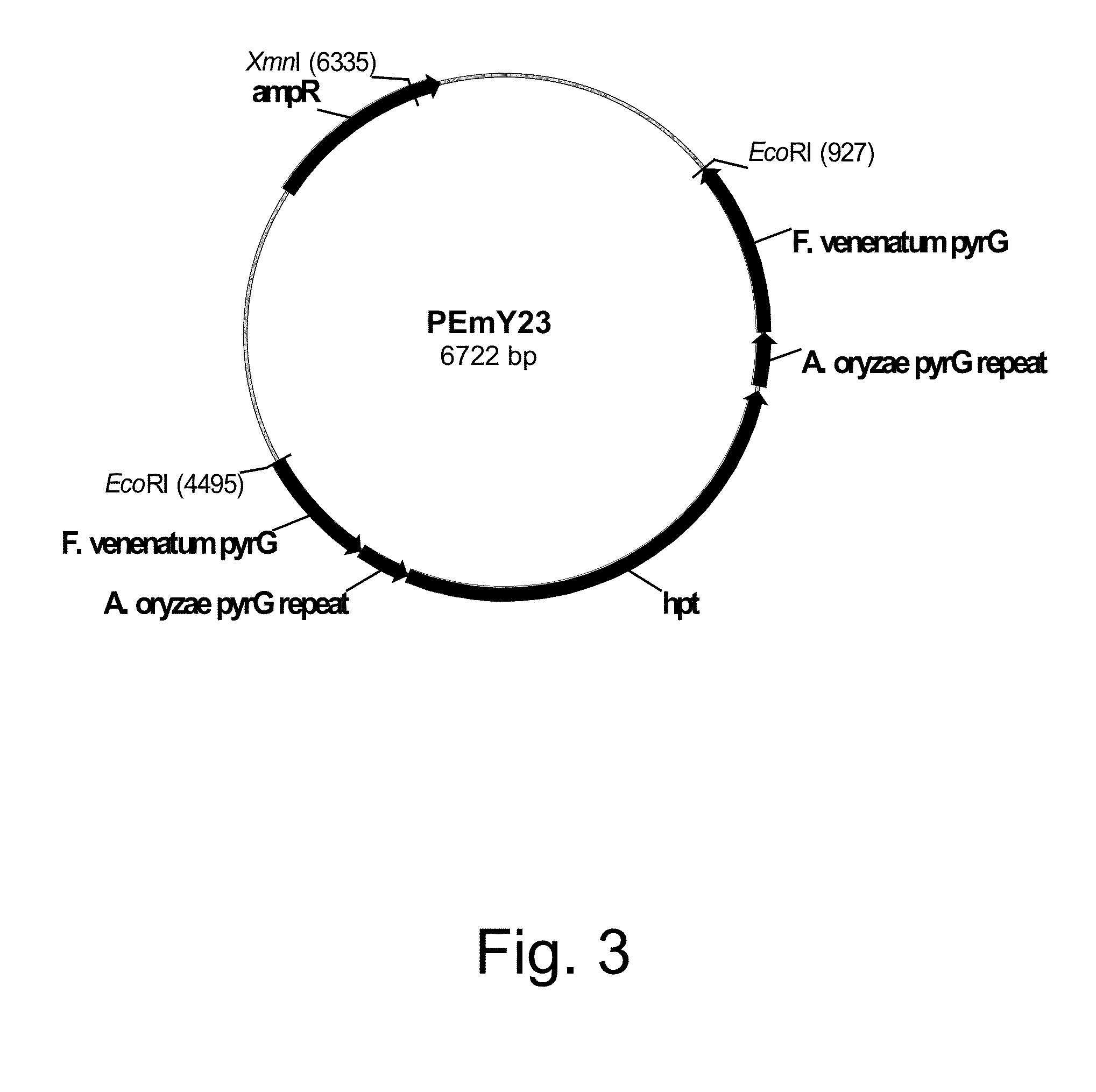 Methods for producing polypeptides in enzyme-deficient mutants of fusarium venentatum