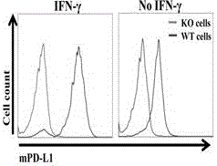 Humanized PD-L1 tumor cell line, animal model with same and application of humanized PD-L1 tumor cell line and animal model