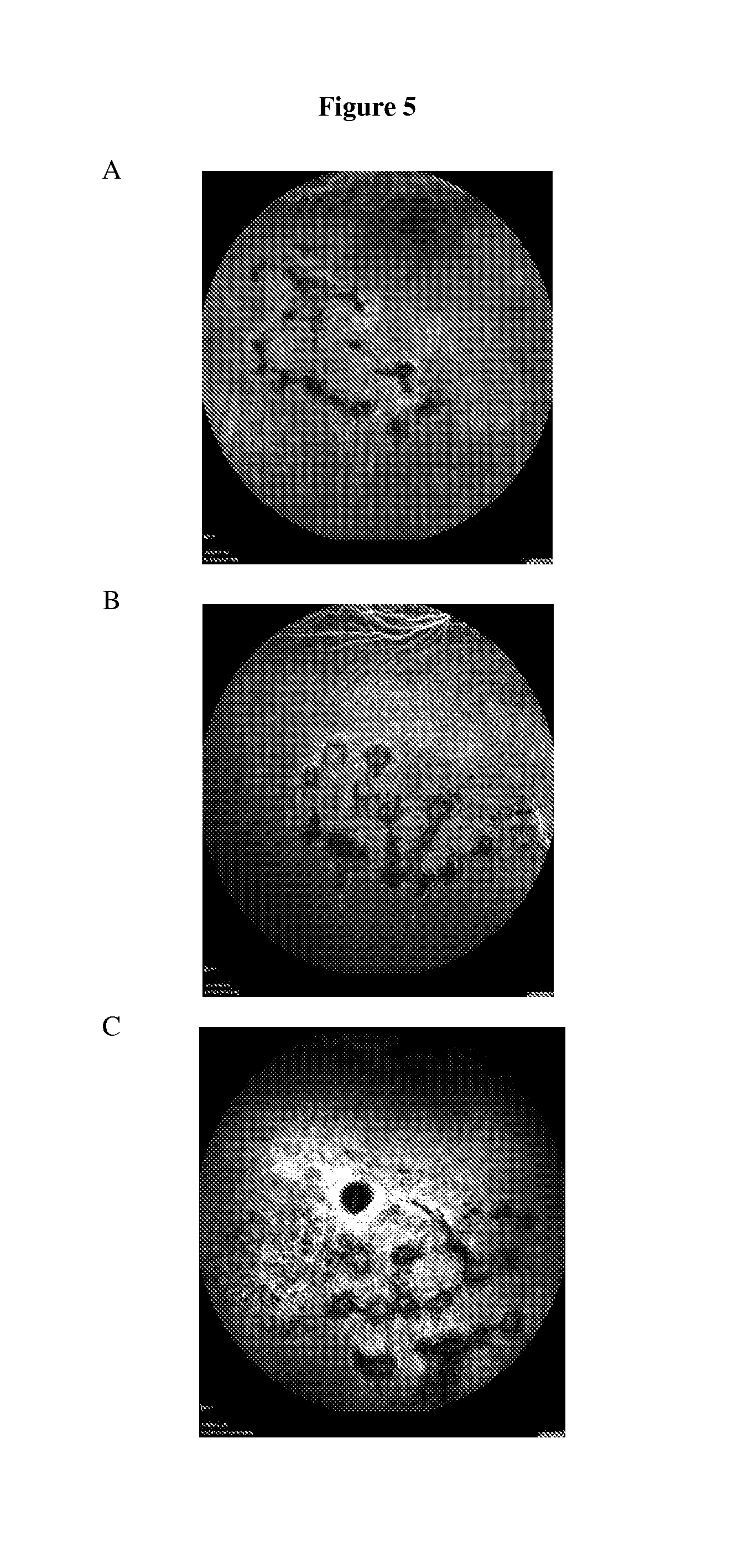 Fluorinated integrin antagonists