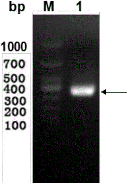 Novel promoter and application thereof