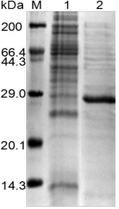 Novel promoter and application thereof