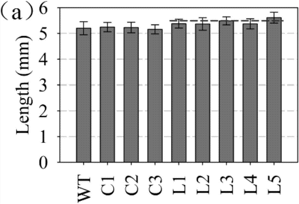 Method for regulating starch contents of rice grains based on ZmMIKC2a gene