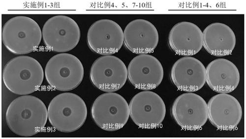 Antibiotic-substitution Chinese herbal medicine bacterium enzyme composition and application thereof