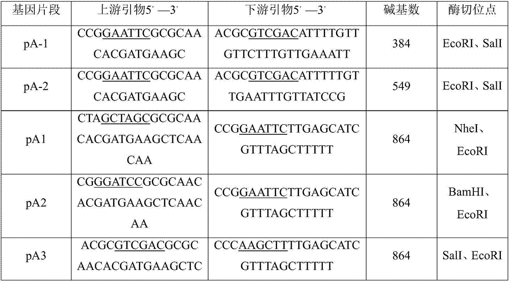 Preparation method of luminescent protein marker