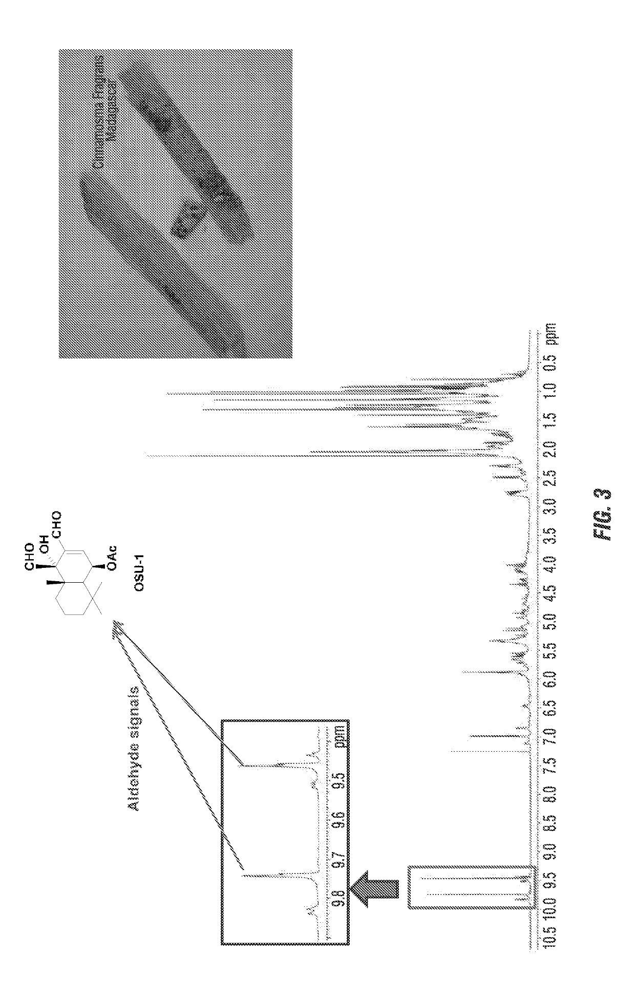 Use of sesquiterpenes and their analogs as green insecticides for controlling disease vectors and plant pests