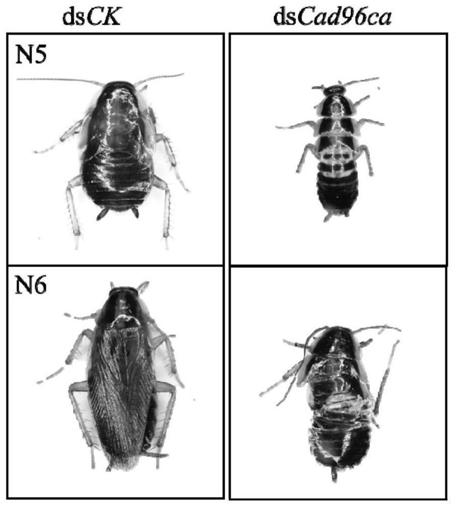 Cad96ca gene related to epidermis development of German cockroach, dsrna of the gene, preparation method and application thereof