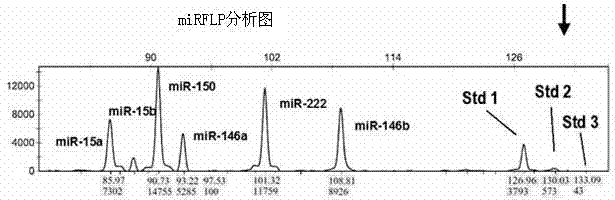 Method for measuring short chain RNA by amplifying length polymorphism of DNA fragment