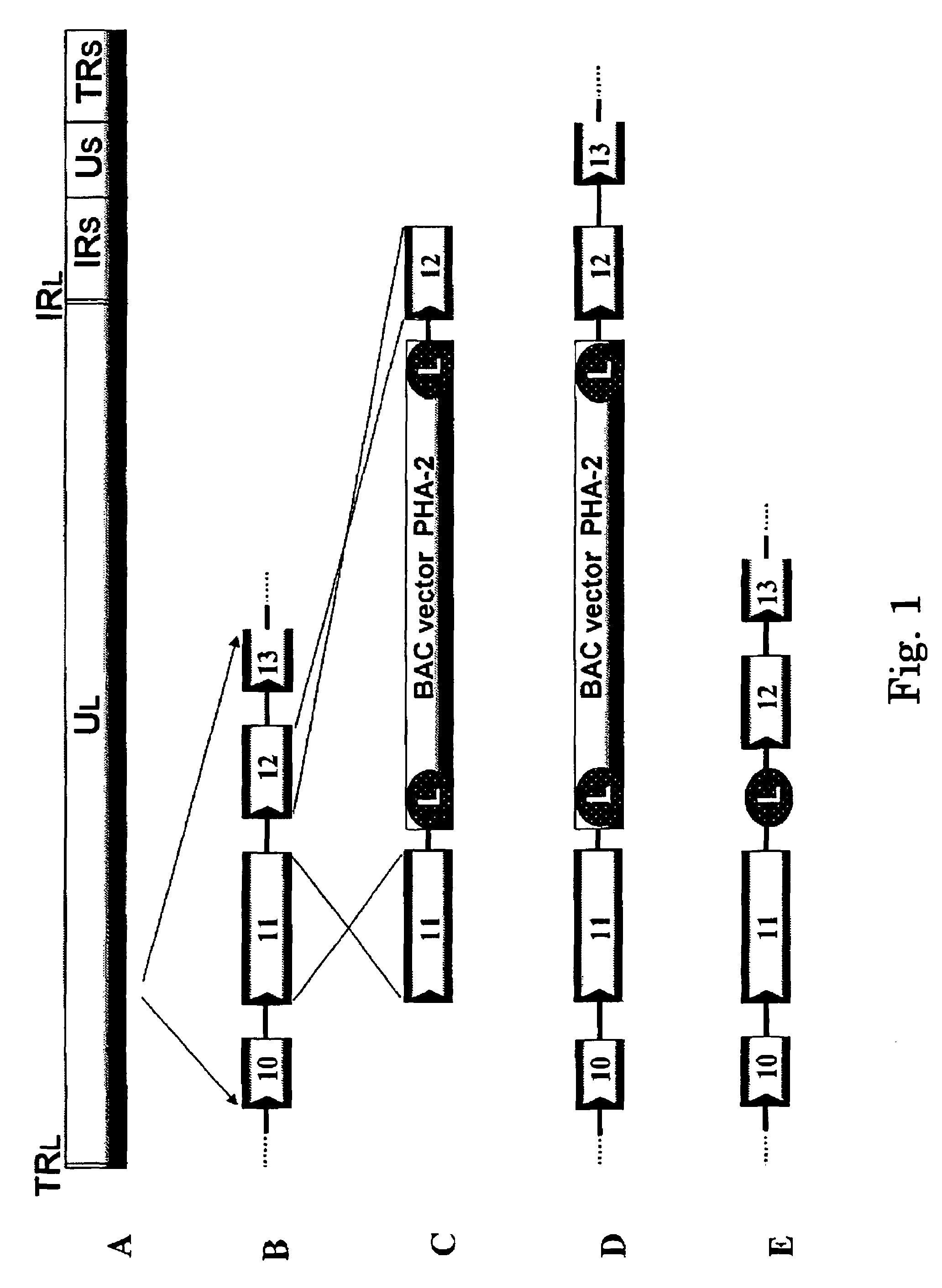 Recombinant Varicella-Zoster Virus