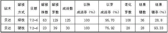 Gobi grape field hard branch grafting method