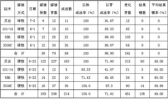 Gobi grape field hard branch grafting method