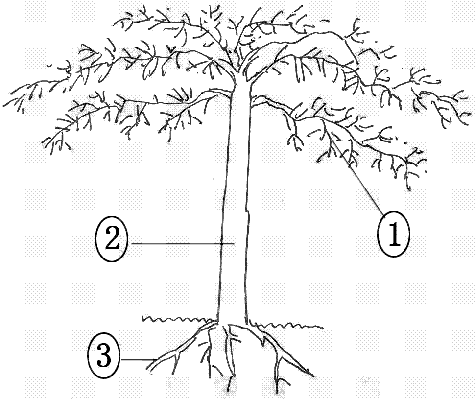 Shaping technology of fructus lycii tree cylindrical crown bodies