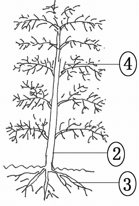 Shaping technology of fructus lycii tree cylindrical crown bodies