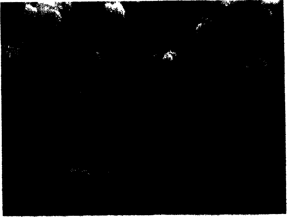 Method for preparing submicron silver-tin dioxide electrical contact material