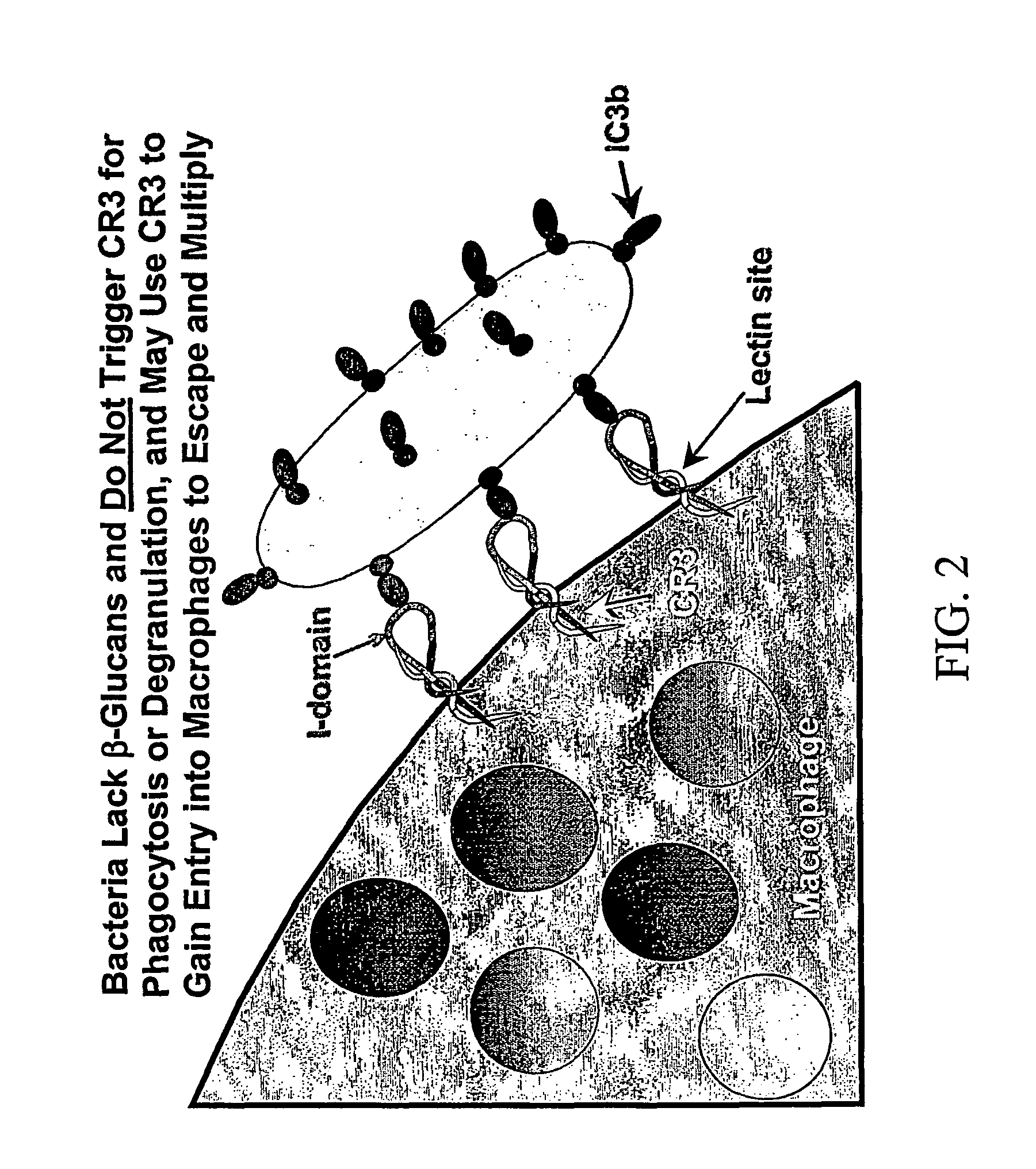 Cancer therapy using beta glucan and antibodies