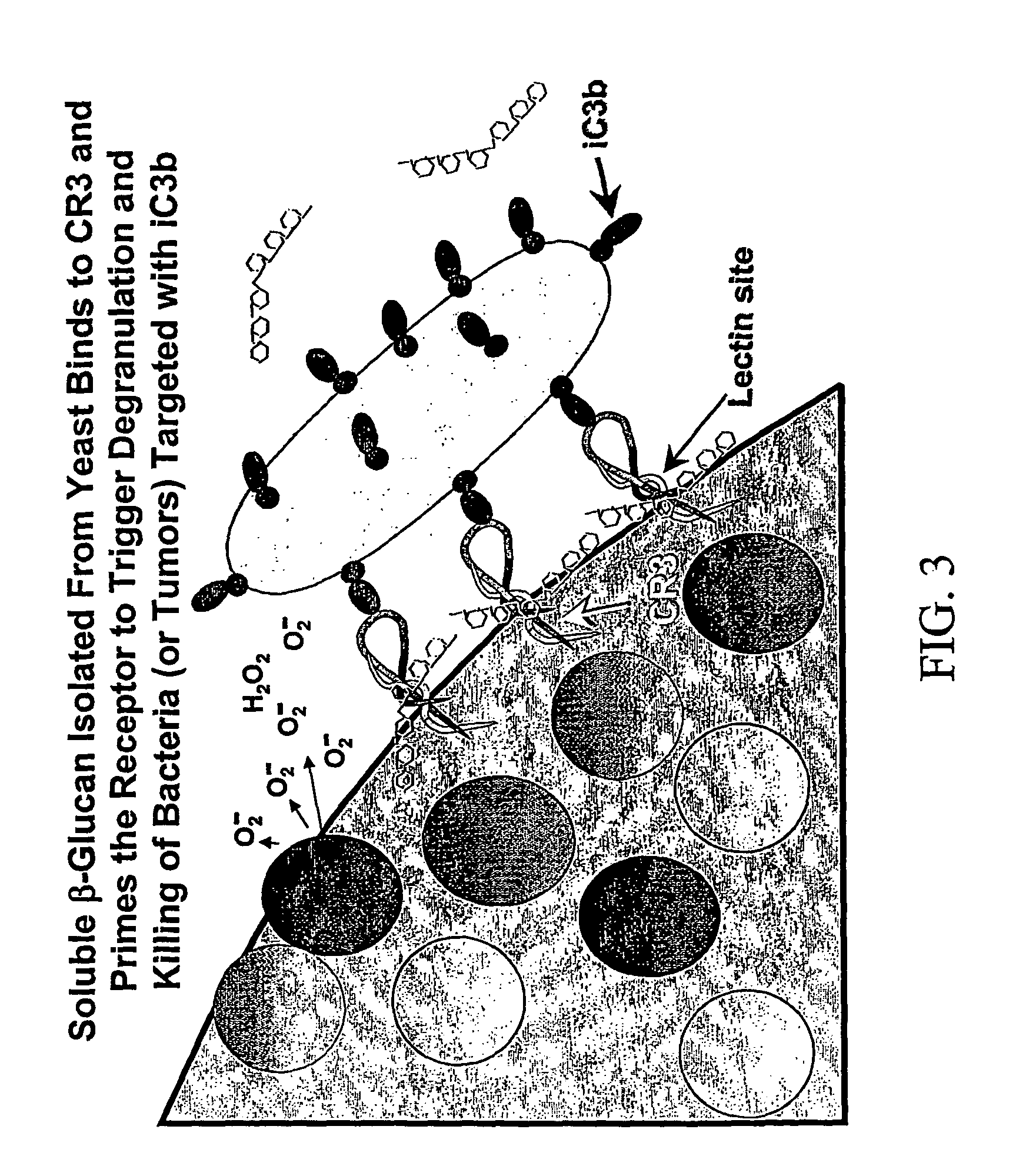 Cancer therapy using beta glucan and antibodies