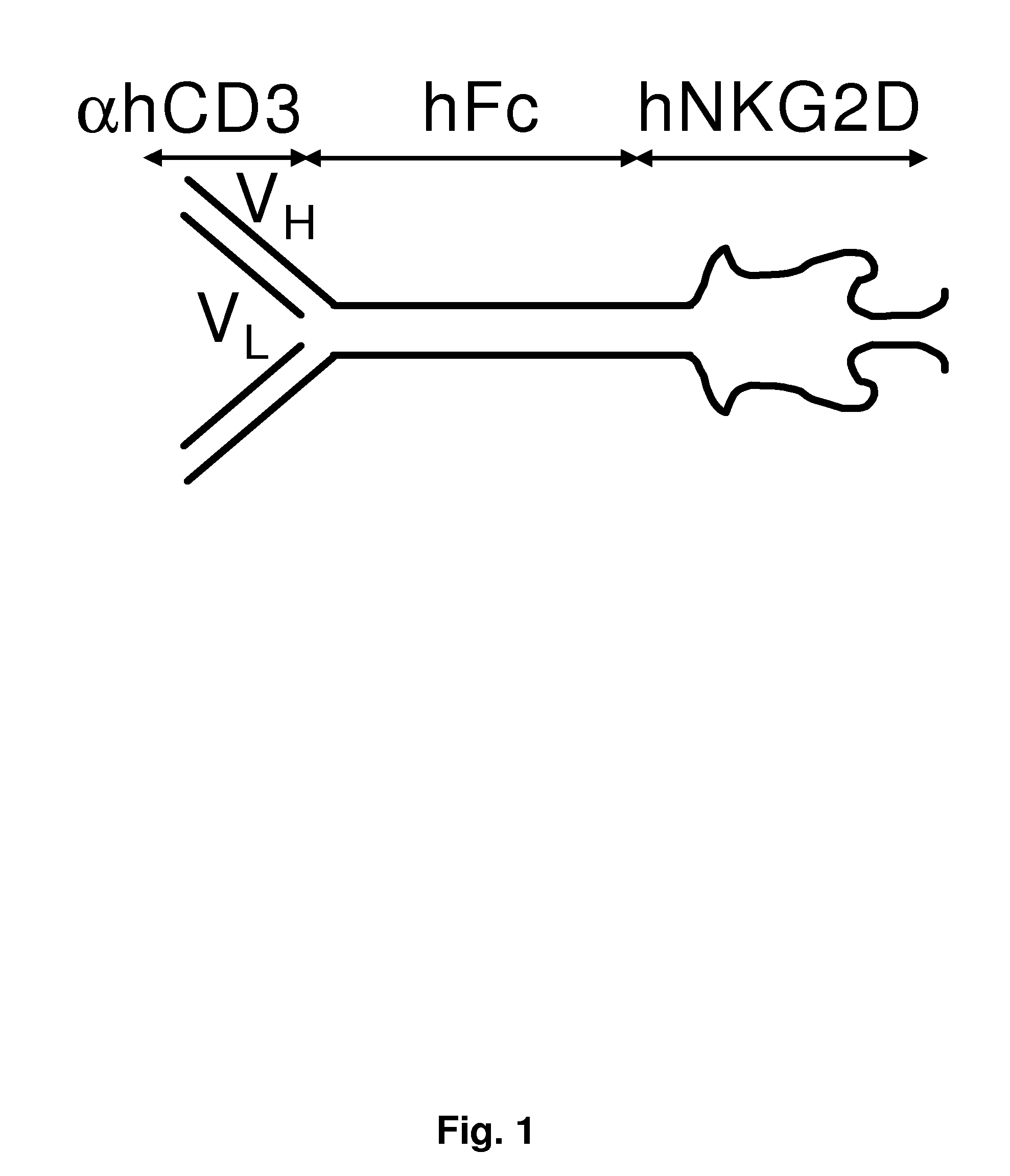 Fusion Proteins That Bind Effector Lymphocytes And Target Cells