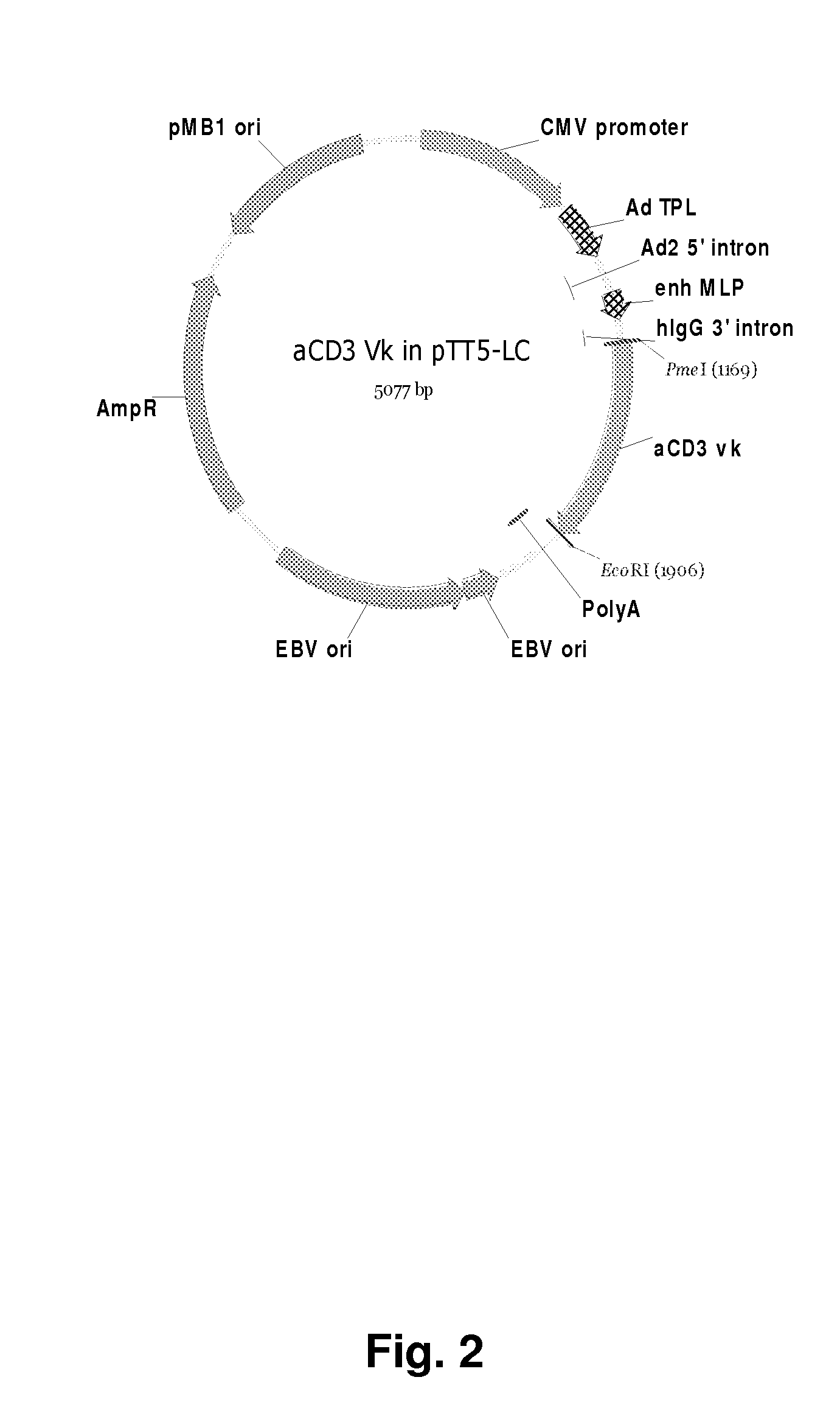 Fusion Proteins That Bind Effector Lymphocytes And Target Cells