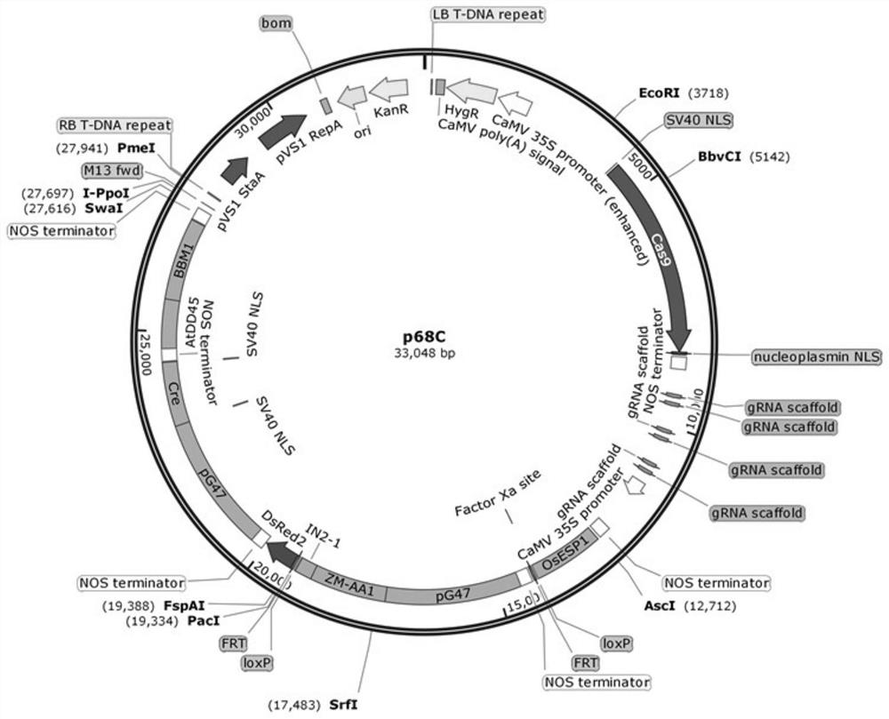 Nucleic acid molecule, vector, cell and primer, application of nucleic acid molecule, vector, cell and primer, and plant high-purity cloned seed sorting method based on dual regulation and control