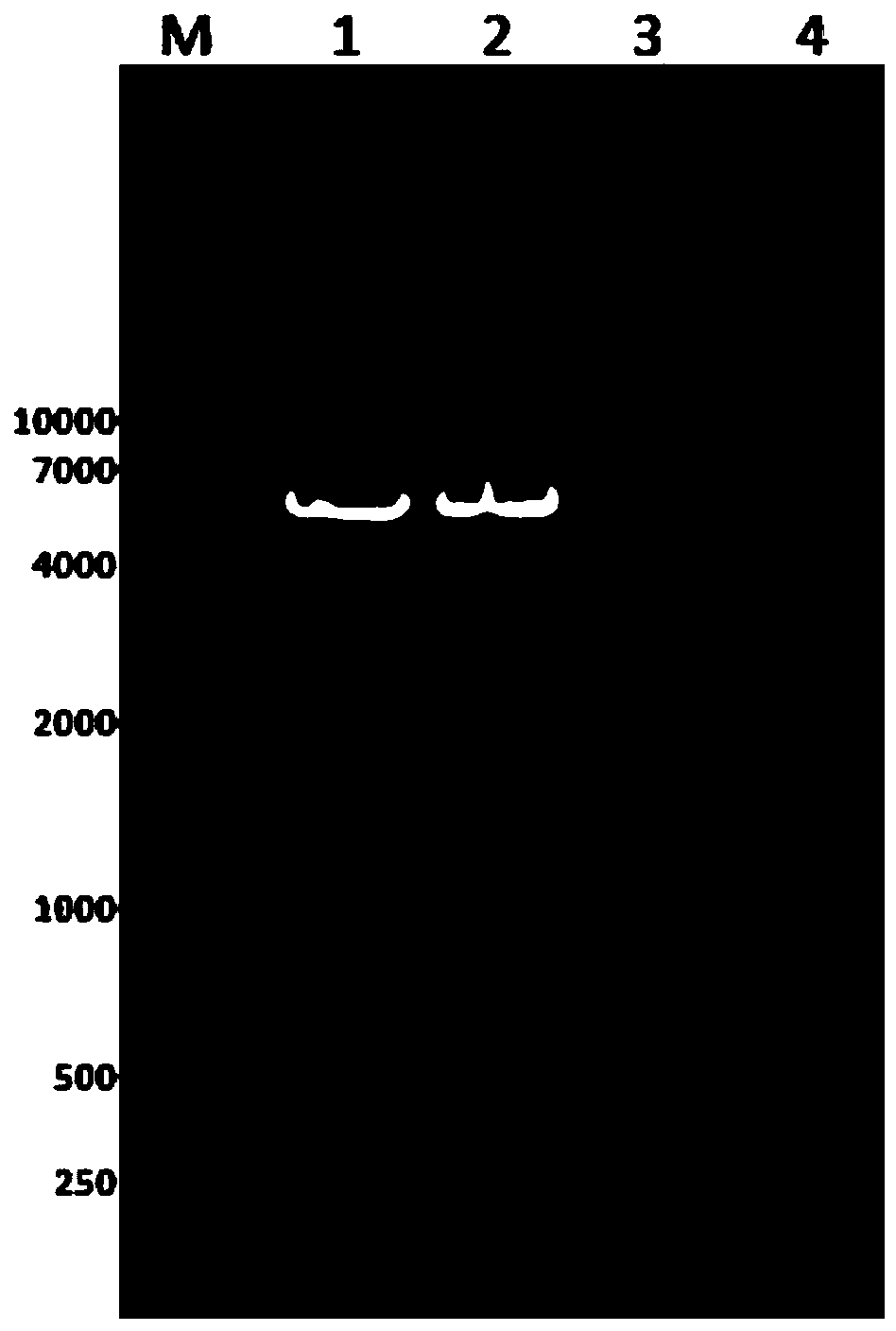 sil-4r-nap (soluble interleukin-4 receptor-neutrophil-activating protein) fusion gene