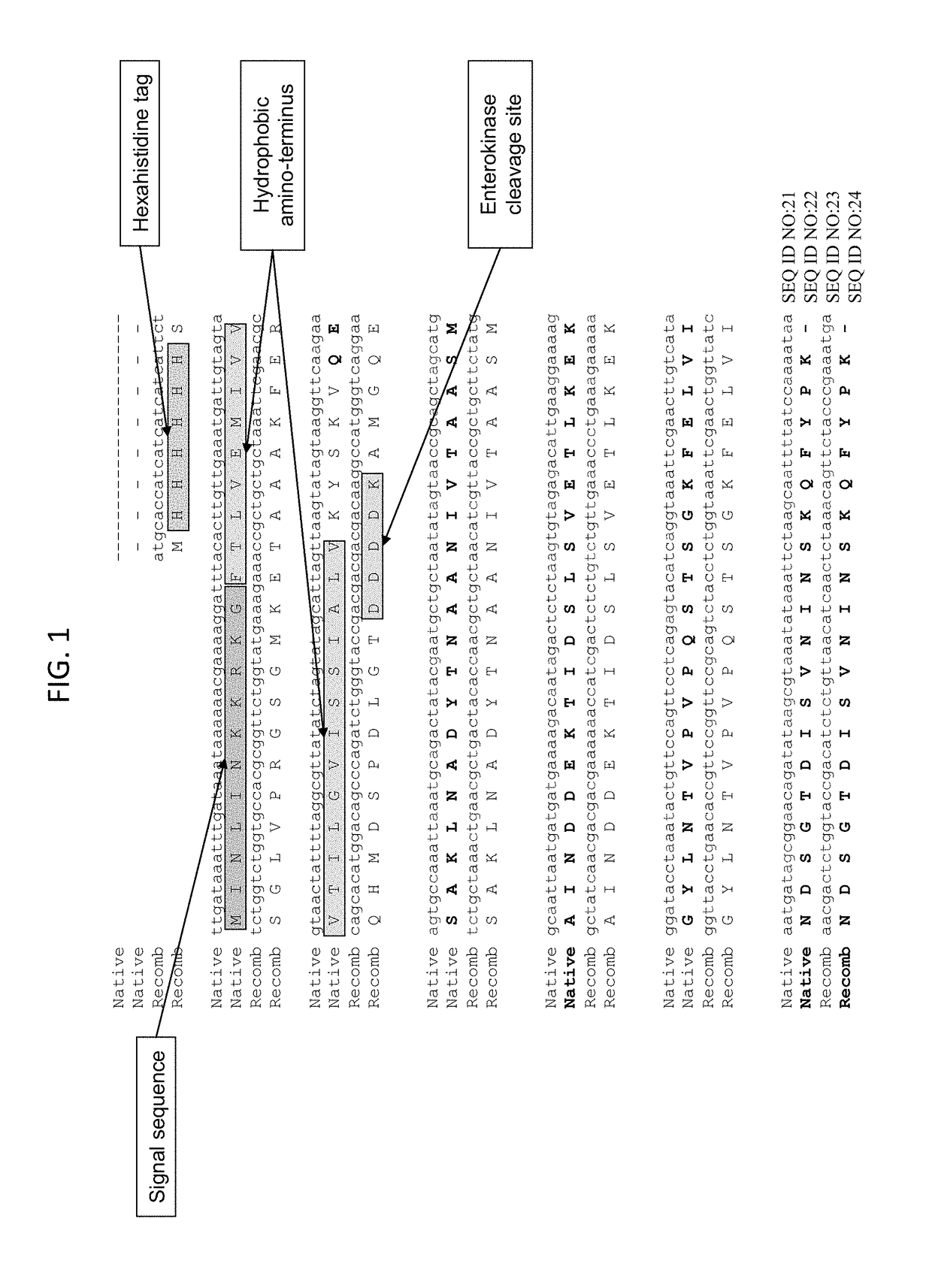 Engineered type IV pilin of <i>Clostridium difficile</i>