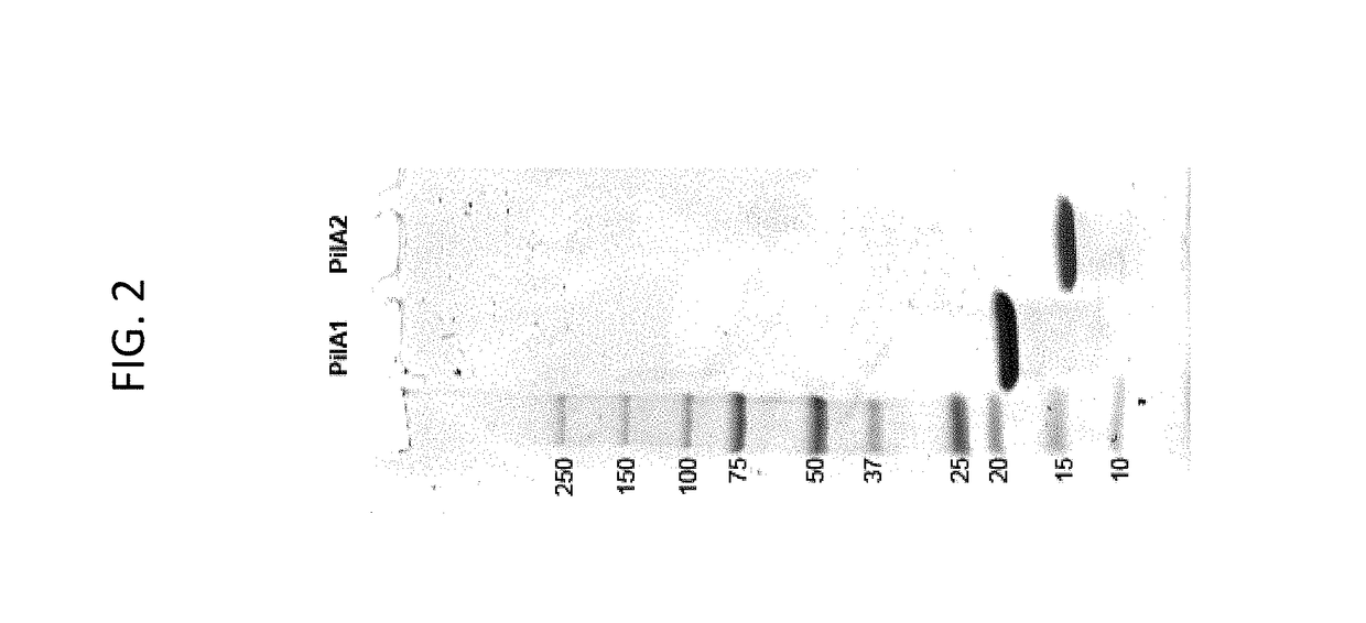 Engineered type IV pilin of <i>Clostridium difficile</i>