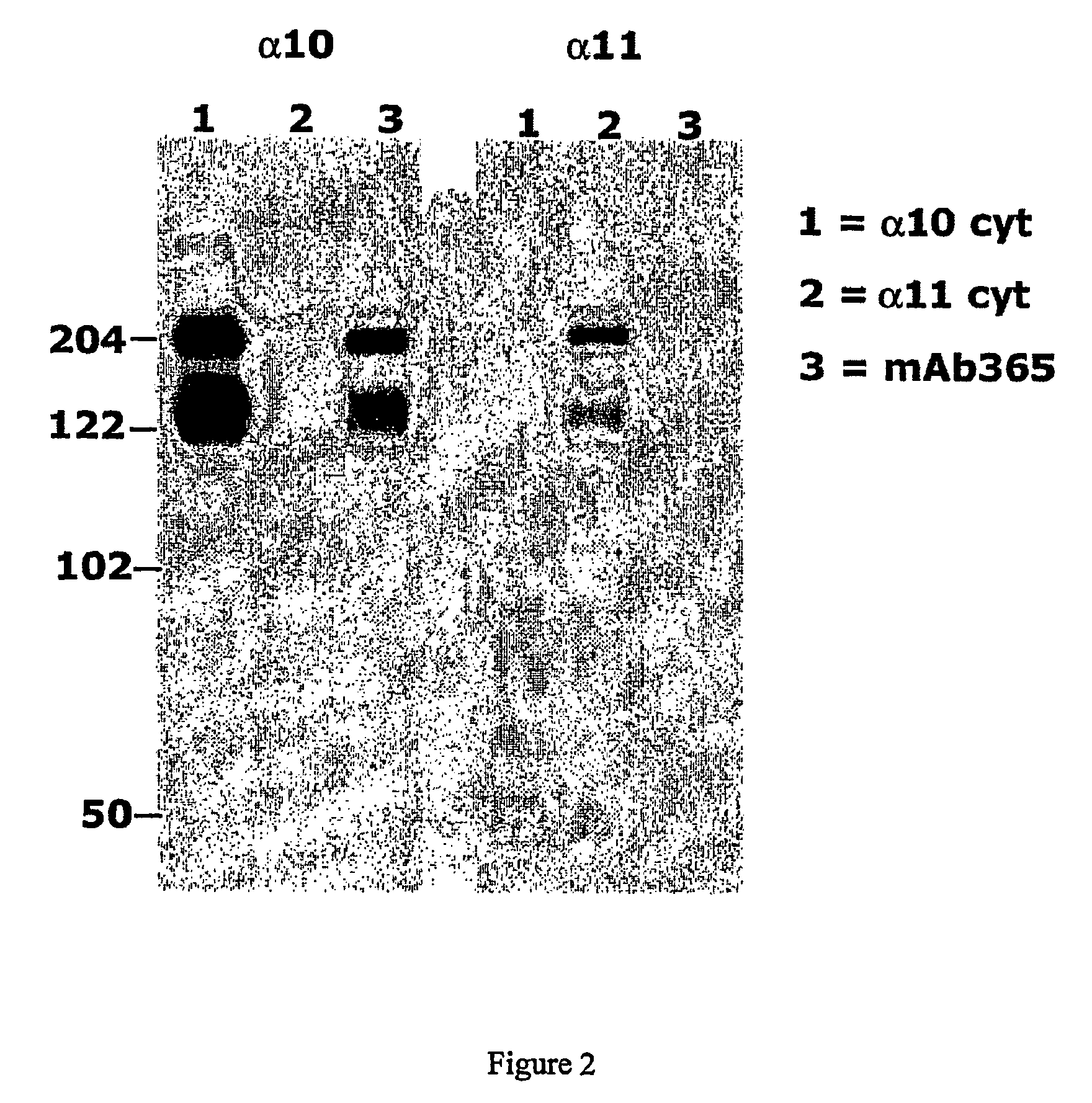 Monoclonal antibody capable of binding integrin alpha 10 beta 1