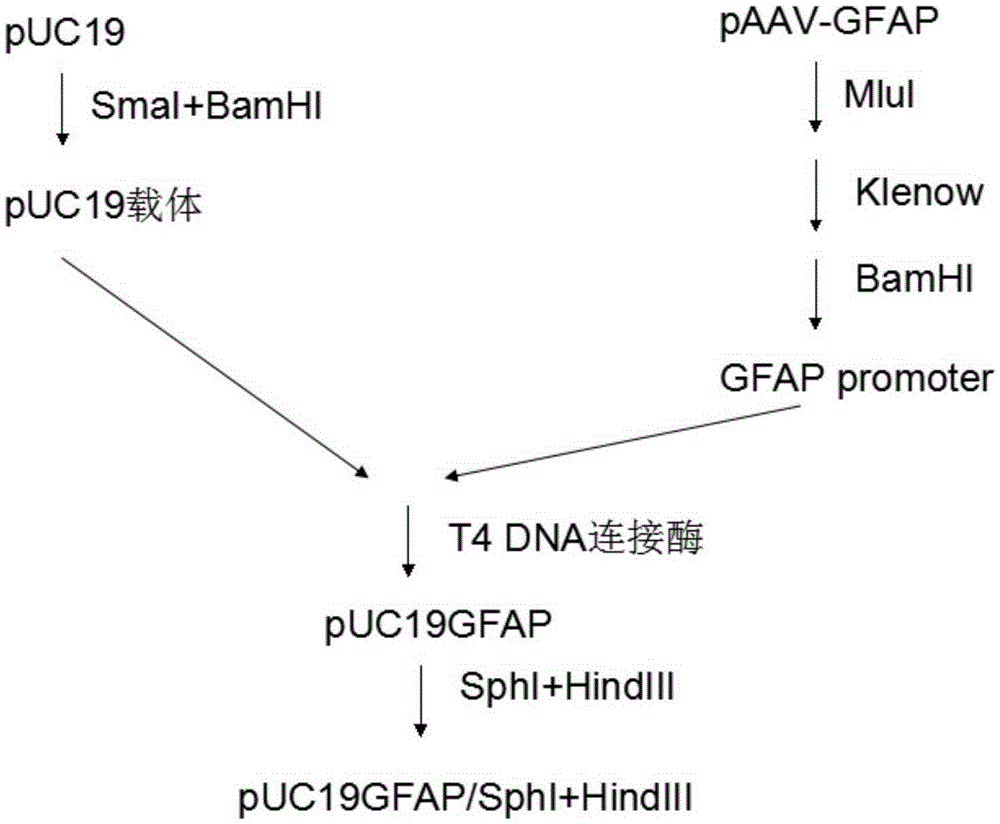 A preparation method of a vector specifically expressing mir-505 in the central nervous system