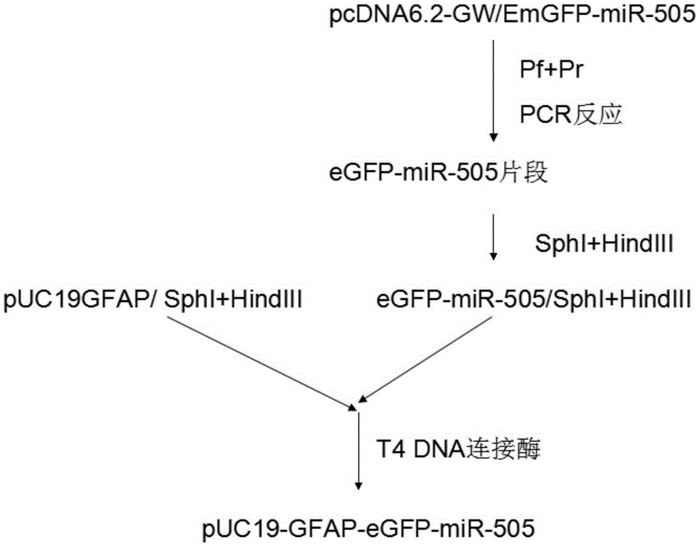 A preparation method of a vector specifically expressing mir-505 in the central nervous system