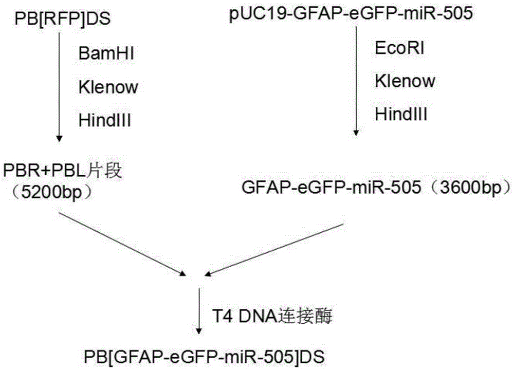 A preparation method of a vector specifically expressing mir-505 in the central nervous system